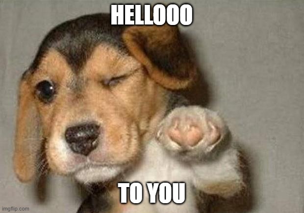 Puppy meme | HELLOOO; TO YOU | image tagged in winking dog | made w/ Imgflip meme maker