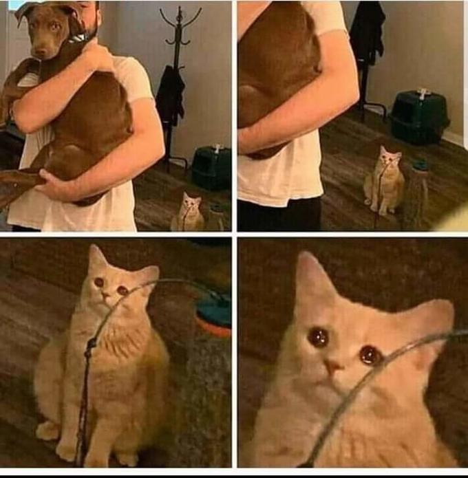 High Quality sad cat in background Blank Meme Template