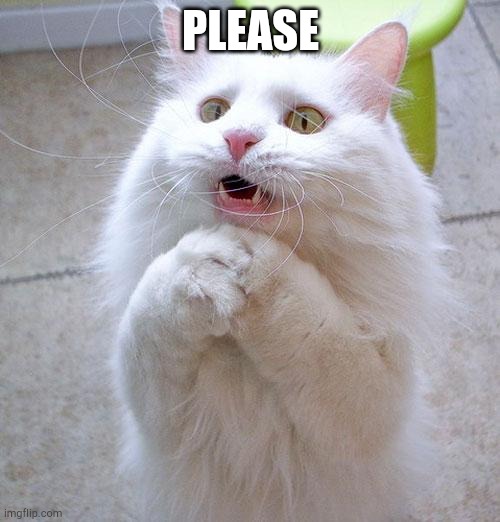 Begging Cat | PLEASE | image tagged in begging cat | made w/ Imgflip meme maker