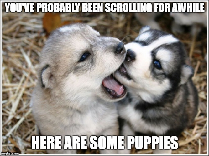 YOU'VE PROBABLY BEEN SCROLLING FOR AWHILE; HERE ARE SOME PUPPIES | image tagged in dogs | made w/ Imgflip meme maker
