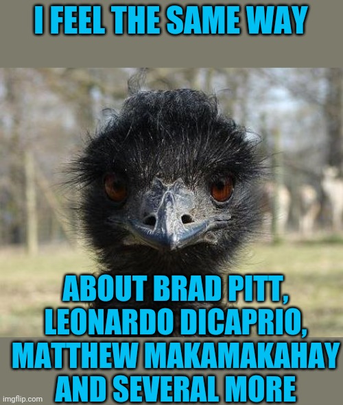 Bad News Emu | I FEEL THE SAME WAY ABOUT BRAD PITT, LEONARDO DICAPRIO, MATTHEW MAKAMAKAHAY AND SEVERAL MORE | image tagged in bad news emu | made w/ Imgflip meme maker