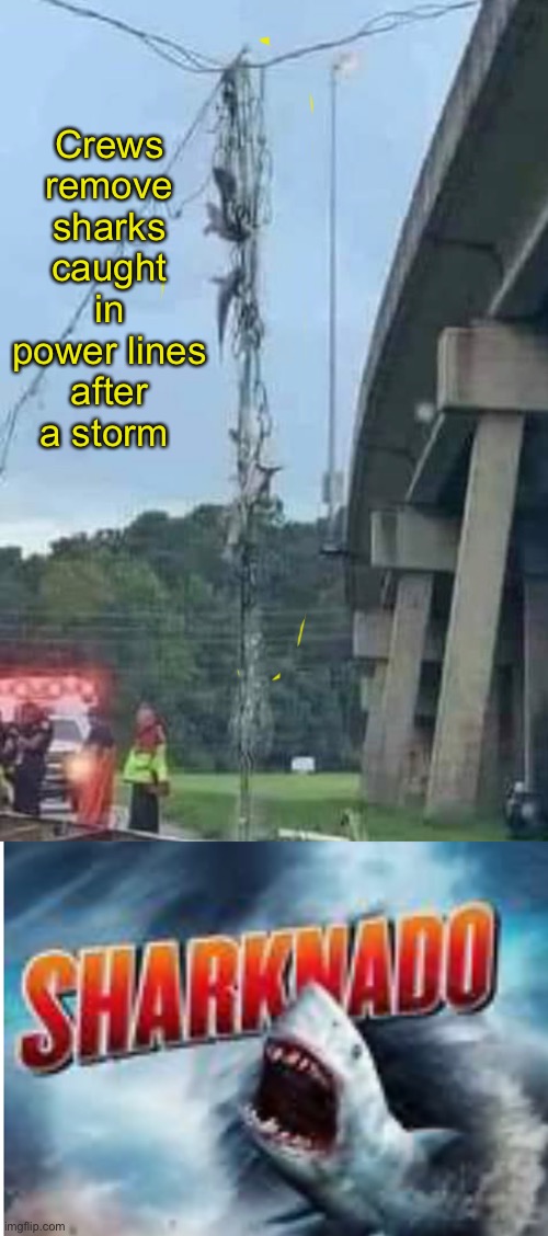 Sharks in power lines | Crews remove sharks caught in power lines after a storm | image tagged in sharknado,weather | made w/ Imgflip meme maker