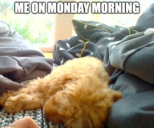 when puppy collapse | ME ON MONDAY MORNING | image tagged in cute puppies | made w/ Imgflip meme maker