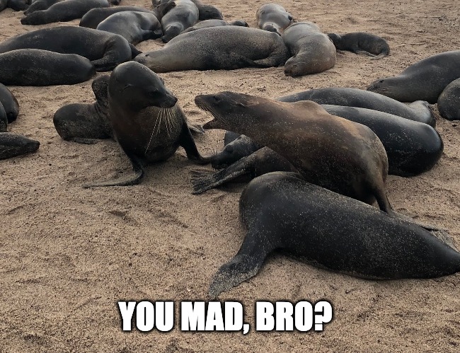 You Mad, Bro | YOU MAD, BRO? | image tagged in sea lion,angry,funny animals,yelling | made w/ Imgflip meme maker