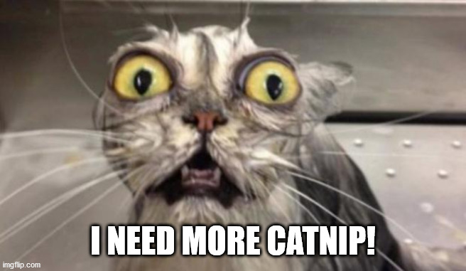 Crazy Cat | I NEED MORE CATNIP! | image tagged in crazy cat | made w/ Imgflip meme maker
