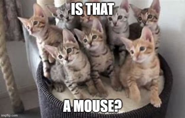 IS THAT; A MOUSE? | image tagged in mouse | made w/ Imgflip meme maker