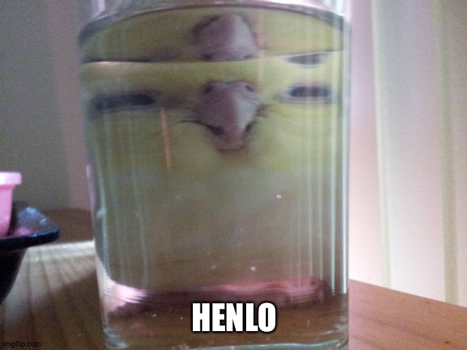 HENLO birb | HENLO | image tagged in henlo birb | made w/ Imgflip meme maker