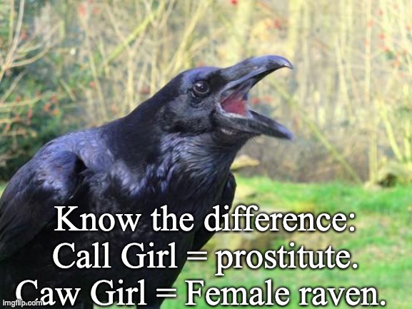 Know the difference. Educate yaselves. | Know the difference: 

Call Girl = prostitute. 

Caw Girl = Female raven. | image tagged in raven | made w/ Imgflip meme maker