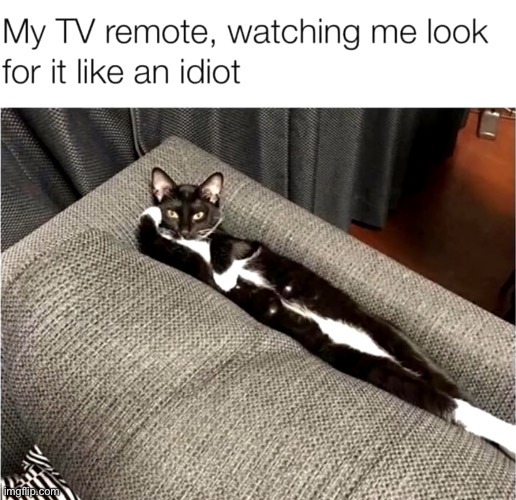 The disappearing remote | image tagged in funny,cat | made w/ Imgflip meme maker