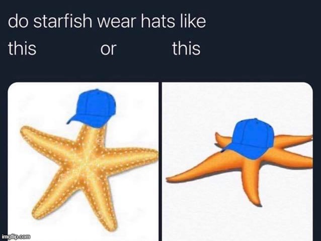 which 1 | image tagged in repost,starfish,hats,surreal,hat,wut | made w/ Imgflip meme maker