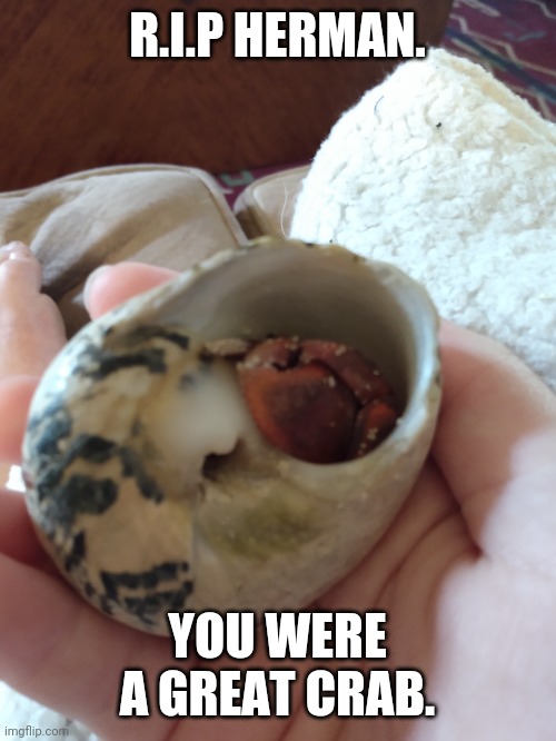 HERMAN DIED :( | R.I.P HERMAN. YOU WERE A GREAT CRAB. | image tagged in crab,sad | made w/ Imgflip meme maker