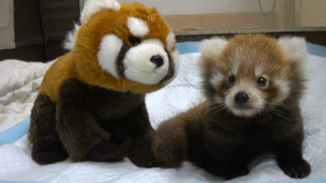 red panda friends! Blank Meme Template