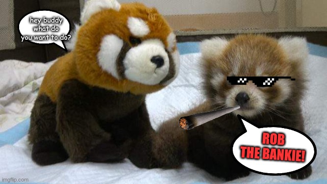 it is tie to get rich yo! | hey buddy what do you want to do? ROB THE BANKIE! | image tagged in red panda friends | made w/ Imgflip meme maker