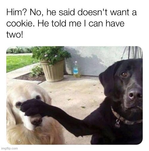 lol (repost) | image tagged in repost,reposts,reposts are awesome,dogs,dog,cookie | made w/ Imgflip meme maker