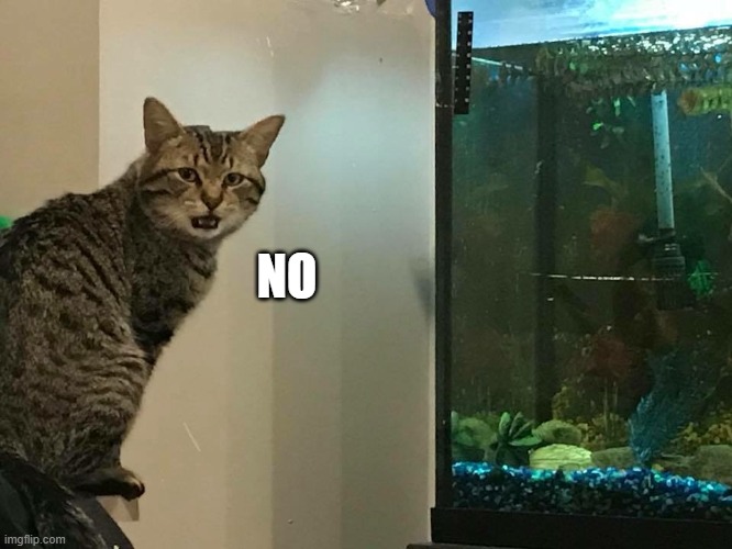 No Cat | NO | image tagged in no cat | made w/ Imgflip meme maker