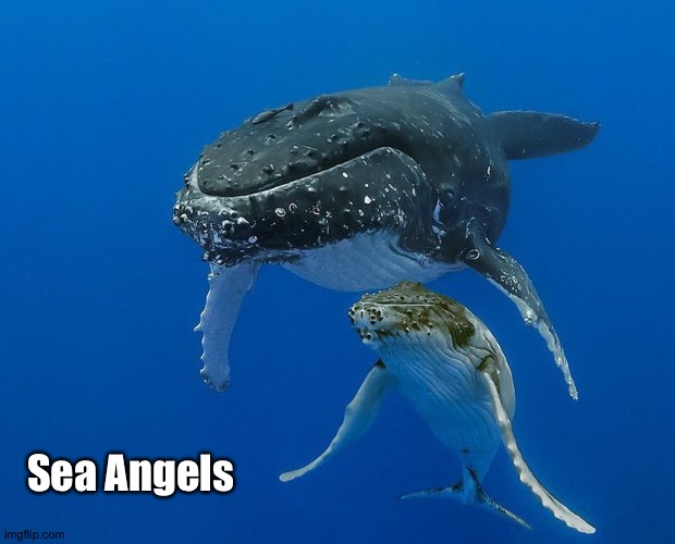 Sea Angels | made w/ Imgflip meme maker