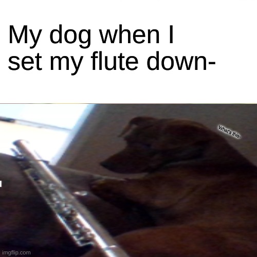 d o g g o | My dog when I set my flute down-; What's this- | image tagged in memes | made w/ Imgflip meme maker