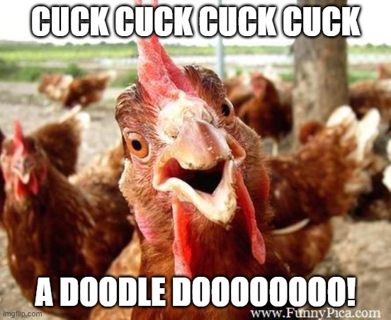 Chicken | CUCK CUCK CUCK CUCK A DOODLE DOOOOOOOO! | image tagged in chicken | made w/ Imgflip meme maker