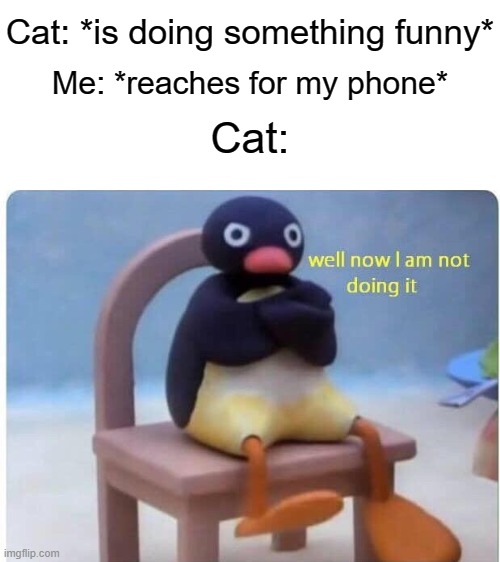 Cat: *is doing something funny*; Me: *reaches for my phone*; Cat: | image tagged in blank white template,cats,well now i am not doing it | made w/ Imgflip meme maker