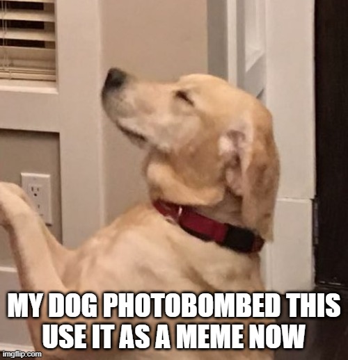 use this template of my dog photobombing a pic | MY DOG PHOTOBOMBED THIS

USE IT AS A MEME NOW | image tagged in dog,photobomb,smug | made w/ Imgflip meme maker