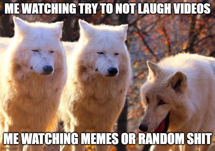 Too true | ME WATCHING TRY TO NOT LAUGH VIDEOS; ME WATCHING MEMES OR RANDOM SHIT | image tagged in grump wolves | made w/ Imgflip meme maker