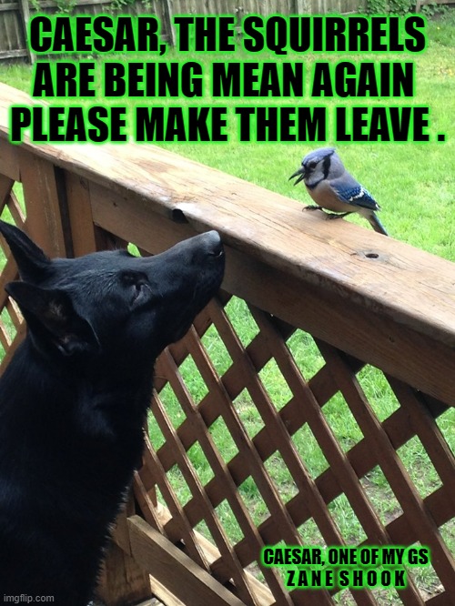 Caesar and friend | CAESAR, THE SQUIRRELS ARE BEING MEAN AGAIN 
PLEASE MAKE THEM LEAVE . CAESAR, ONE OF MY GS
Z A N E  S H O O K | image tagged in dog,funny dog,dog love | made w/ Imgflip meme maker