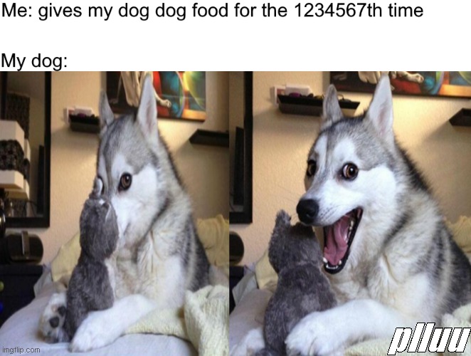 sadly not my dog | plluu | image tagged in memes,dogs | made w/ Imgflip meme maker