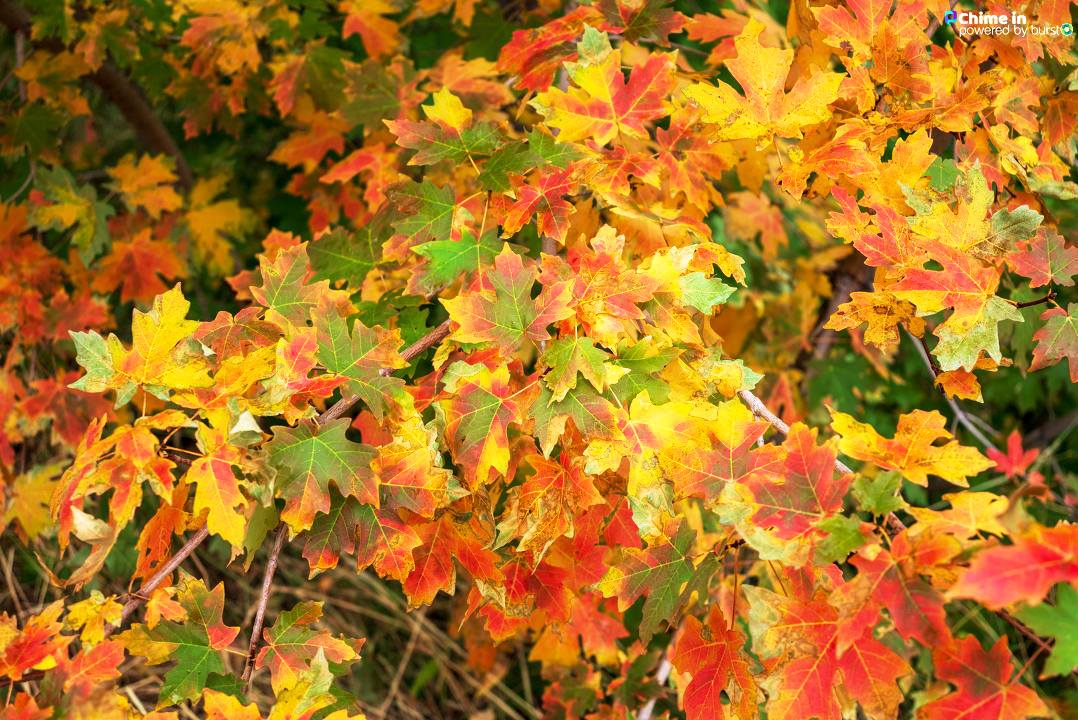 Fall leaves 2020 Blank Meme Template