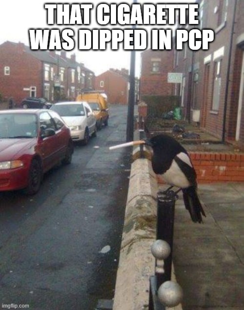 Bird smoking | THAT CIGARETTE WAS DIPPED IN PCP | image tagged in bird smoking | made w/ Imgflip meme maker