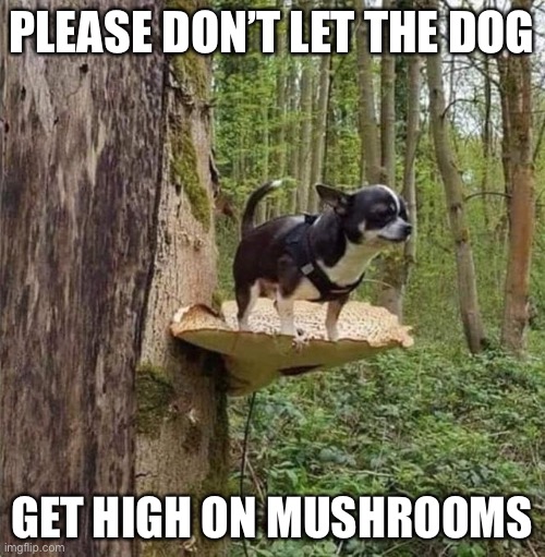 Shroomin’ | PLEASE DON’T LET THE DOG; GET HIGH ON MUSHROOMS | image tagged in funny memes,funny dog memes,dogs | made w/ Imgflip meme maker