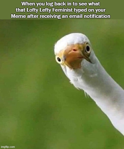 Meme | When you log back in to see what that Lofty Lefty Feminist typed on your Meme after receiving an email notification | image tagged in meme,lefty | made w/ Imgflip meme maker