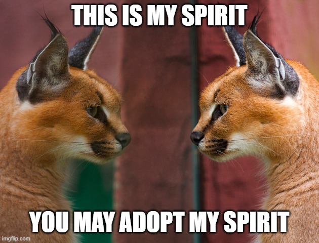 Heyo! I'm a caracal and im usually a loner, but hey, i can get along with another person. Comment if u wanna know more 'bout me. | THIS IS MY SPIRIT; YOU MAY ADOPT MY SPIRIT | made w/ Imgflip meme maker