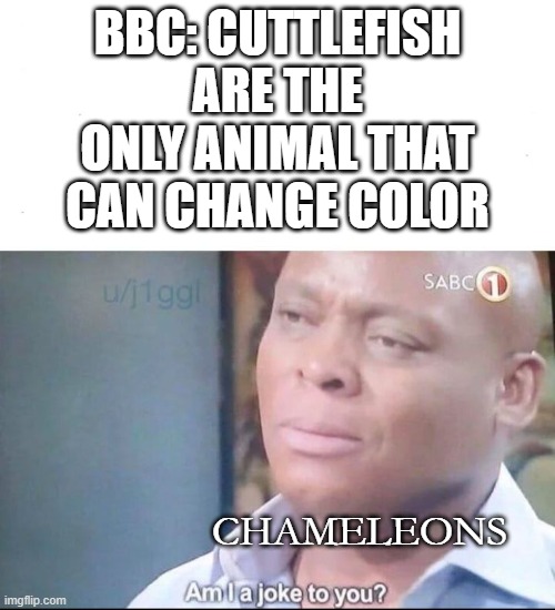 am I a joke to you | BBC: CUTTLEFISH ARE THE ONLY ANIMAL THAT CAN CHANGE COLOR; CHAMELEONS | image tagged in am i a joke to you | made w/ Imgflip meme maker