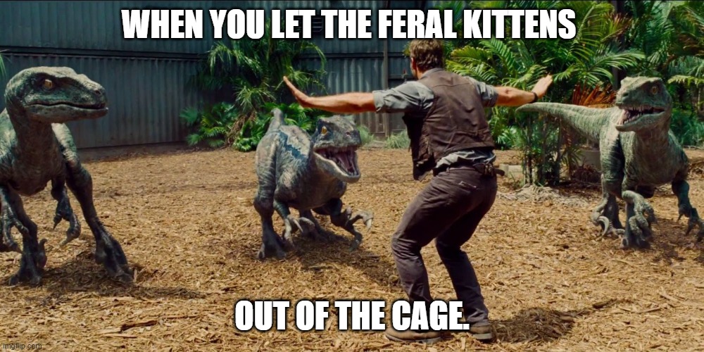Jurassic park raptor | WHEN YOU LET THE FERAL KITTENS; OUT OF THE CAGE. | image tagged in jurassic park raptor | made w/ Imgflip meme maker