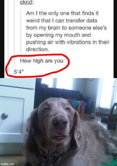 image tagged in memes,high dog,tumblr,weird | made w/ Imgflip meme maker
