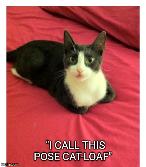 "I CALL THIS POSE CAT-LOAF" | image tagged in cute cat,petting | made w/ Imgflip meme maker