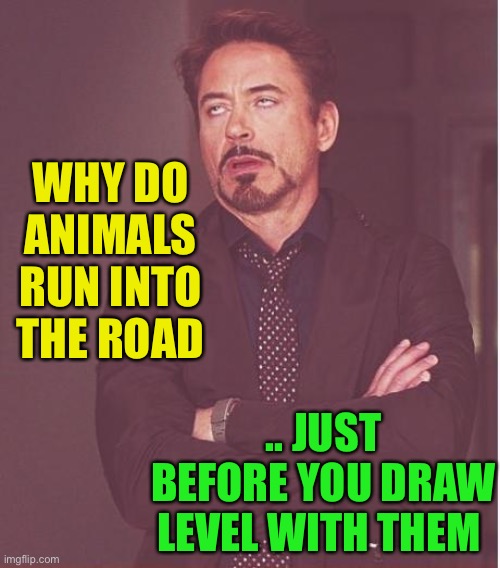 Face You Make Robert Downey Jr Meme | WHY DO ANIMALS RUN INTO THE ROAD .. JUST BEFORE YOU DRAW LEVEL WITH THEM | image tagged in memes,face you make robert downey jr | made w/ Imgflip meme maker