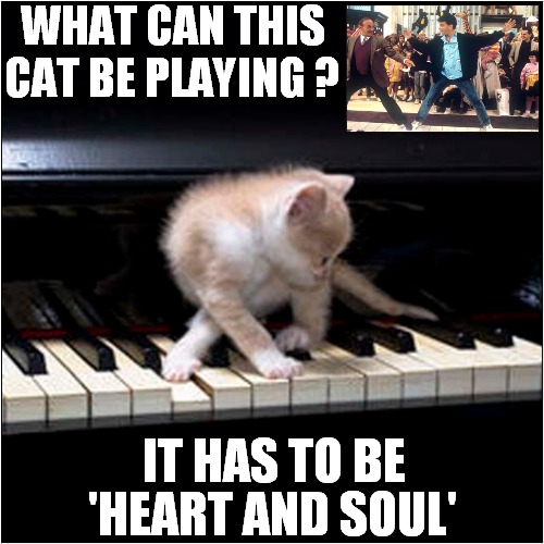 A Cat With A Heart & Soul | WHAT CAN THIS CAT BE PLAYING ? IT HAS TO BE; 'HEART AND SOUL' | image tagged in cats,piano,tom hanks | made w/ Imgflip meme maker