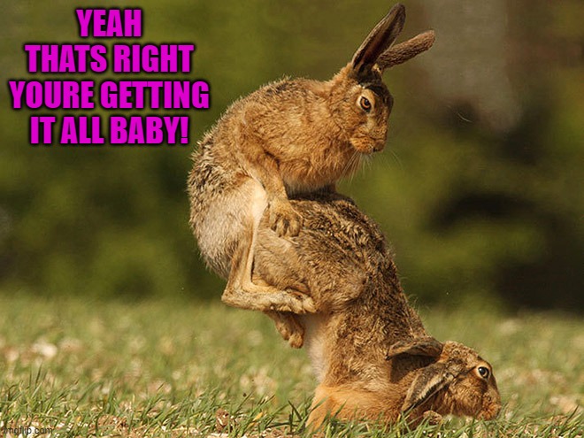 like a rabbit | YEAH THATS RIGHT YOURE GETTING IT ALL BABY! | image tagged in bunny,birds and the bees | made w/ Imgflip meme maker