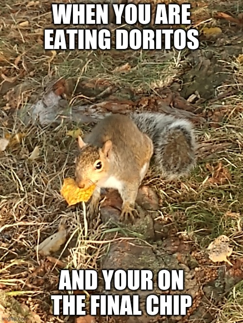 I took the picture myself | WHEN YOU ARE EATING DORITOS; AND YOUR ON THE FINAL CHIP | image tagged in memes,squirrel,doritos,last chip,eating | made w/ Imgflip meme maker