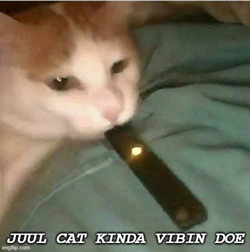 juul cat vibin | JUUL CAT KINDA VIBIN DOE | image tagged in juul cat | made w/ Imgflip meme maker