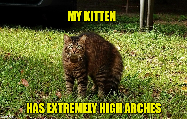 Tinkerbelle upset | MY KITTEN; HAS EXTREMELY HIGH ARCHES | image tagged in tinkerbelle upset | made w/ Imgflip meme maker
