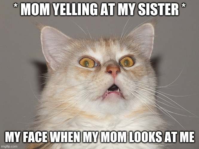 add your face to woman yelling at cat meme generator