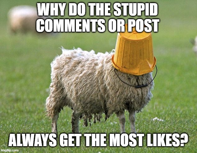 why? | WHY DO THE STUPID COMMENTS OR POST; ALWAYS GET THE MOST LIKES? | image tagged in stupid sheep,stupid,idiot,likes,dumb,wtf | made w/ Imgflip meme maker