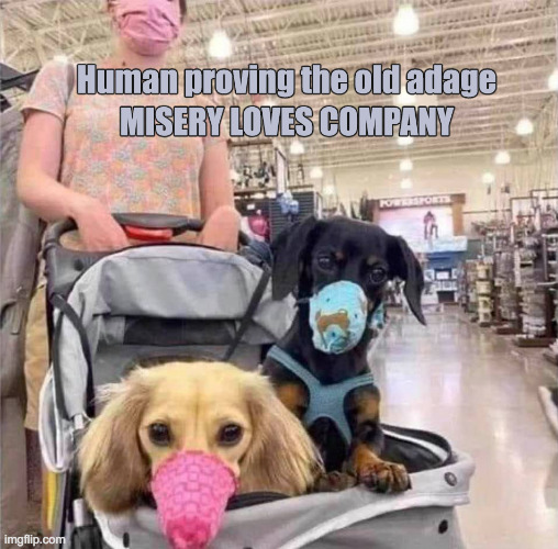 Poor Puppies | image tagged in memes,dogs,puppies,abuse,masks,covid | made w/ Imgflip meme maker