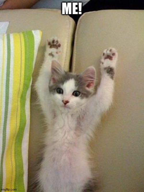 Hands up kitten | ME! | image tagged in hands up kitten | made w/ Imgflip meme maker