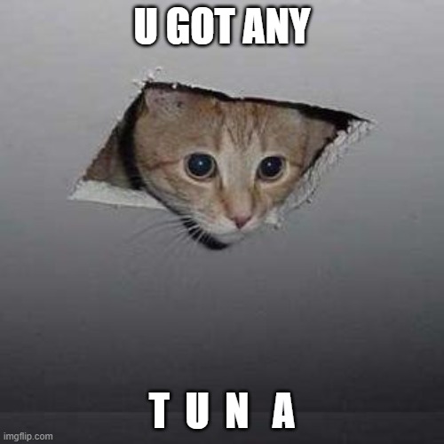 Ceiling Cat | U GOT ANY; T  U  N   A | image tagged in memes,ceiling cat | made w/ Imgflip meme maker