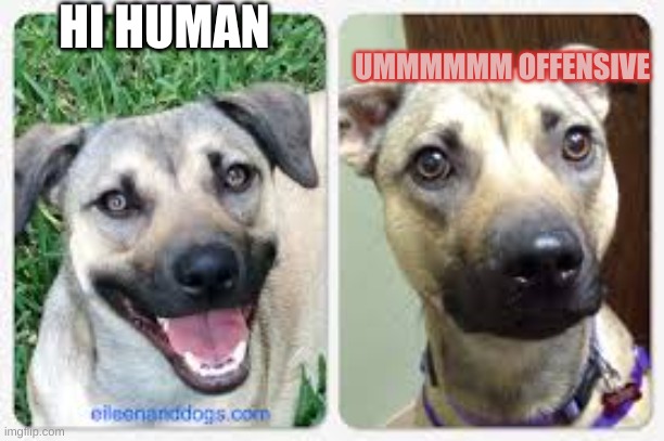 Offensive Dog | HI HUMAN; UMMMMMM OFFENSIVE | image tagged in dogs,dog,memes | made w/ Imgflip meme maker