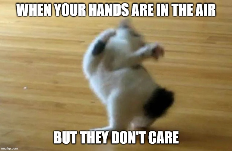 WHEN YOUR HANDS ARE IN THE AIR; BUT THEY DON'T CARE | image tagged in cats | made w/ Imgflip meme maker