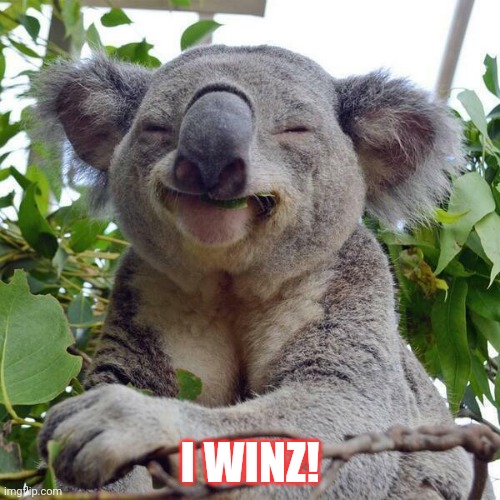 Smiling Koala | I WINZ! | image tagged in smiling koala | made w/ Imgflip meme maker